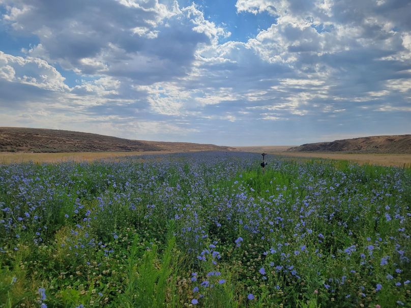 #24 10 acres irrigated Clover