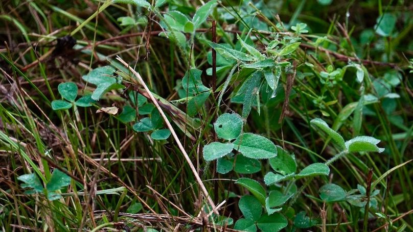 E554984C-000D-48BE-83A4-1C174FAC408A_1_105_c