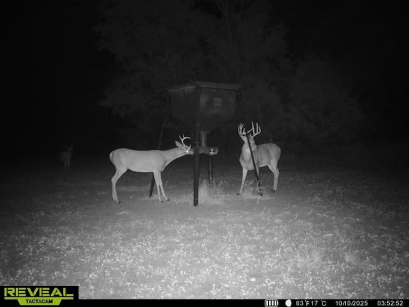 865509050100068-100-4-10102025035309-w1007495