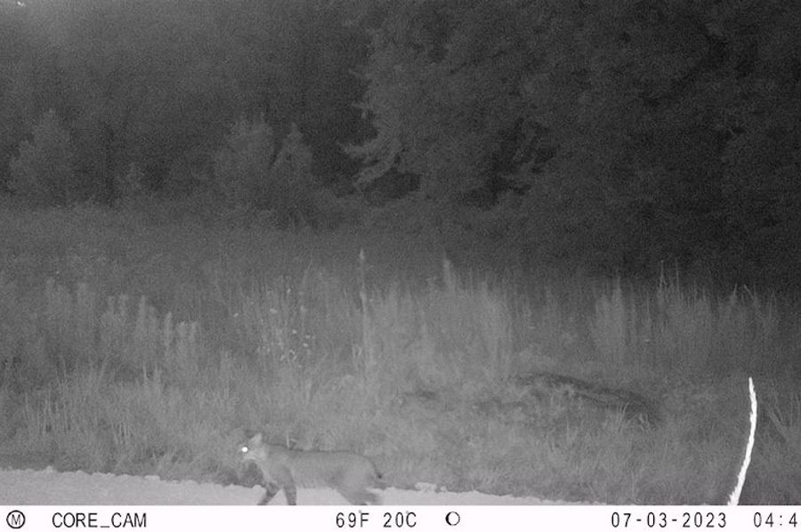 Bobcat