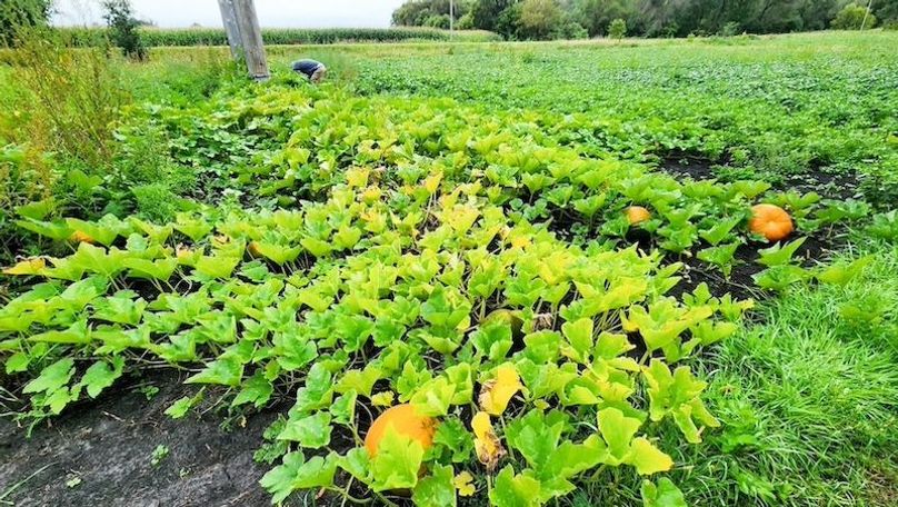Foodplot