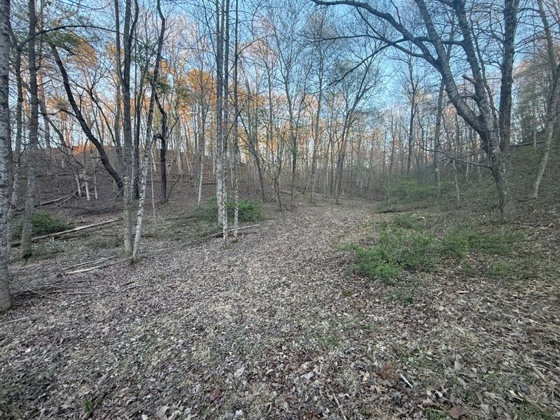 014 open forested area in the middle section of the property