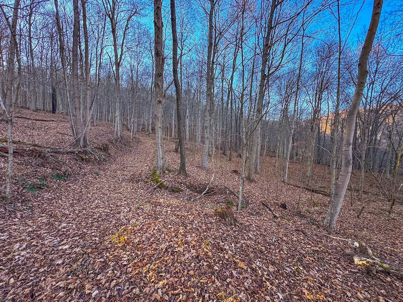 Pleasants_Wood 169.97 AC Cokeley-41