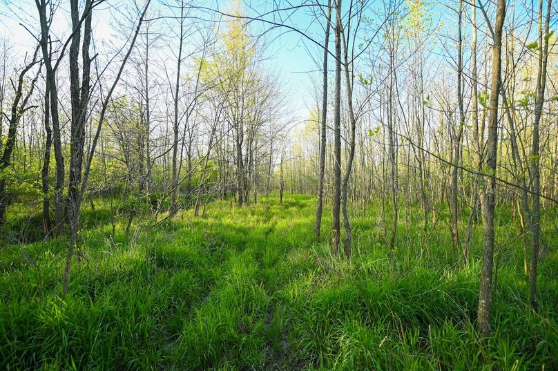 vandalia 450 (2)-2984