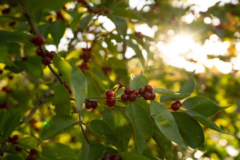 FREMONT CO. IA 158.32_22