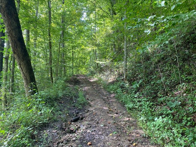 019 trail system leading along midlevel branch in the west area of the property