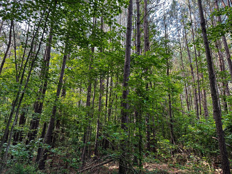 Clay County, MS 17.5+_- Jennings-11