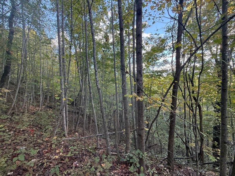 006 view to the north along a drain