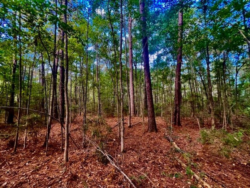 54C5D382-E8E4-4C26-85DD-B2E4CB62F4CE_1_105_c