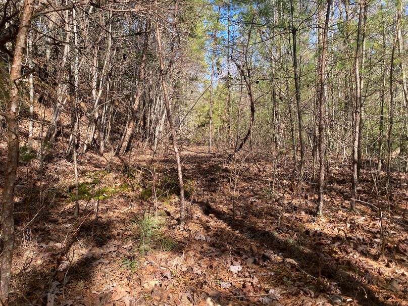 Cherokee 7.47 Herzog-14