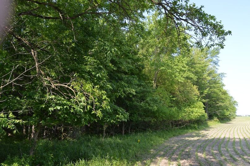 North property line looking west