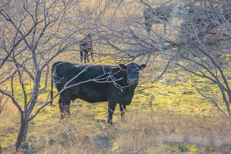 17.Cattle in the mesquite