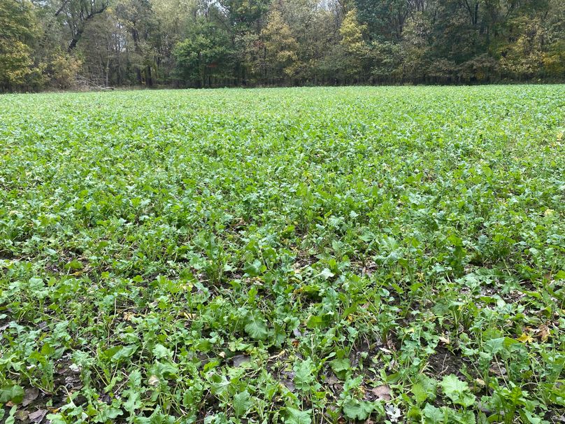 pics from late 2021 and early 2022. New plots being planted in Aug 2023 for new pics (82)