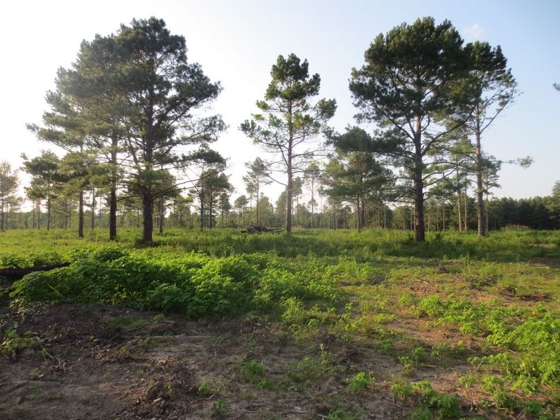 DBA72E0E-4476-4E1E-955A-F3E0B7DFF78D_1_105_c