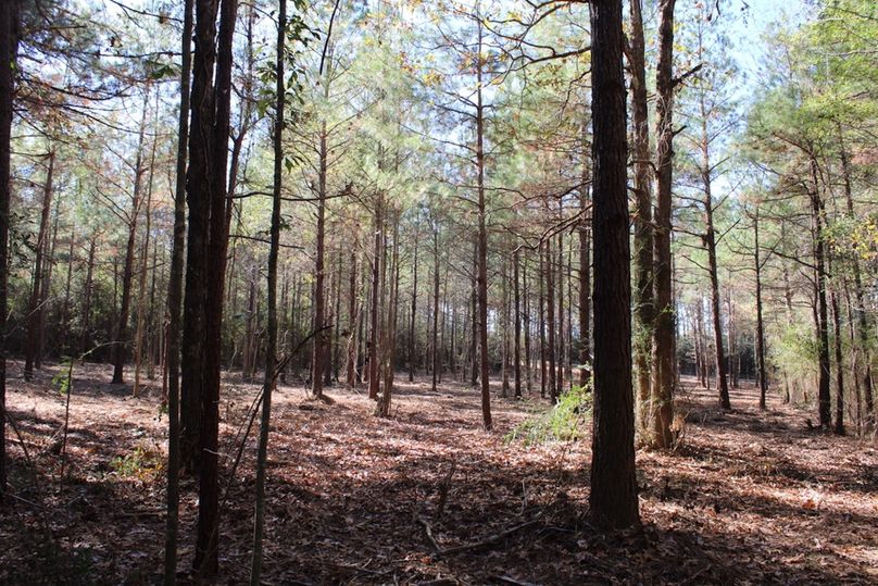 62E4828A-84D2-4B7A-9845-A47048C7DFF7_1_105_c