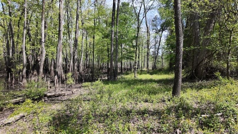 swamp20260501_0248
