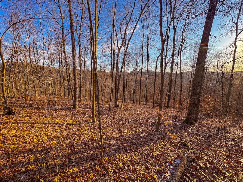 Roane, WV 100.12 AC Tree Line-48