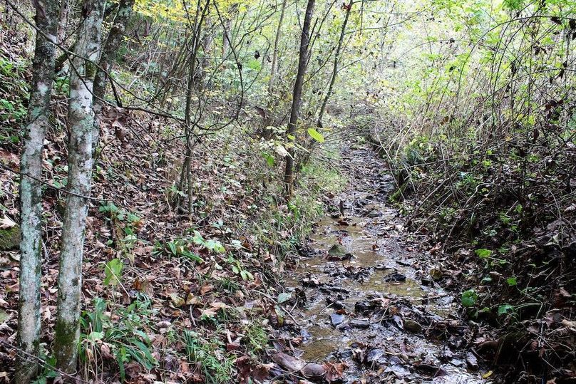 015 main valley stream toward the upper reaches of the property