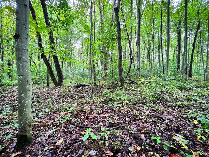 Ontario_16.2_Eddington Photo 16