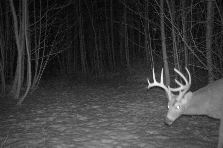 Secluded Hunting Track In Proven Big Buck Area Great Road