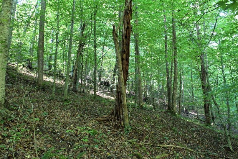 027 open understory within a nice stand of beech and sourwood