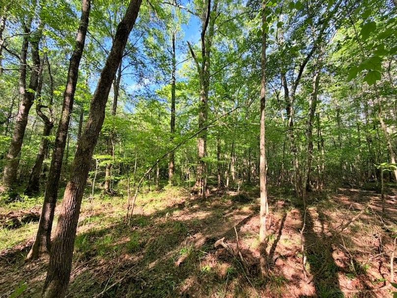 08F75392-AE9E-41C8-9720-3BE95FC36E52_1_105_c