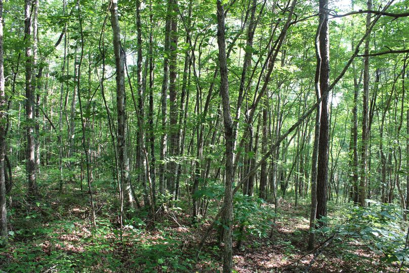 015 lush new stand of young trees in the south area of the property