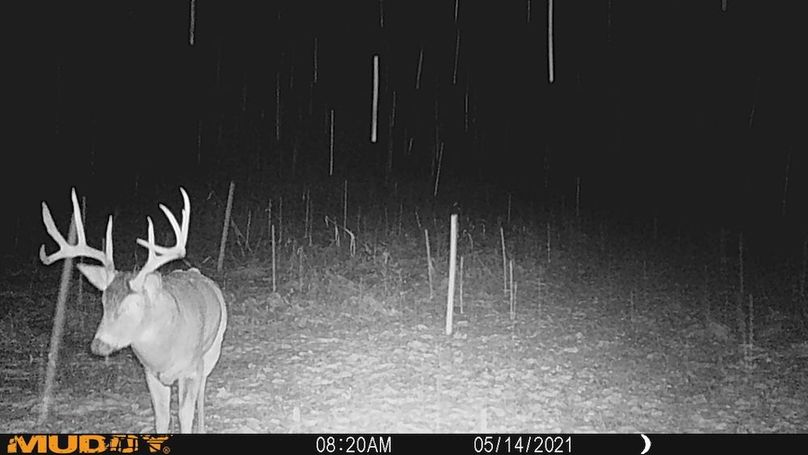 Sauk 174 Trailcam - 54