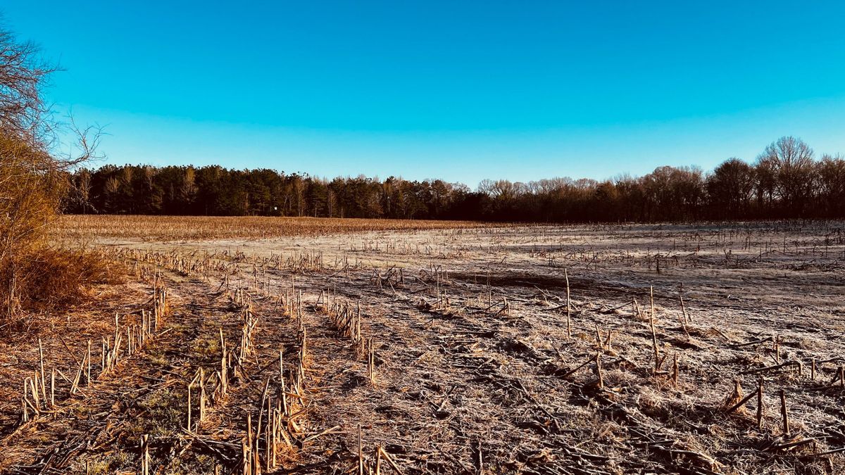 Fantastic Recreational Tract Bordering Ames Plantation In Southwest TN