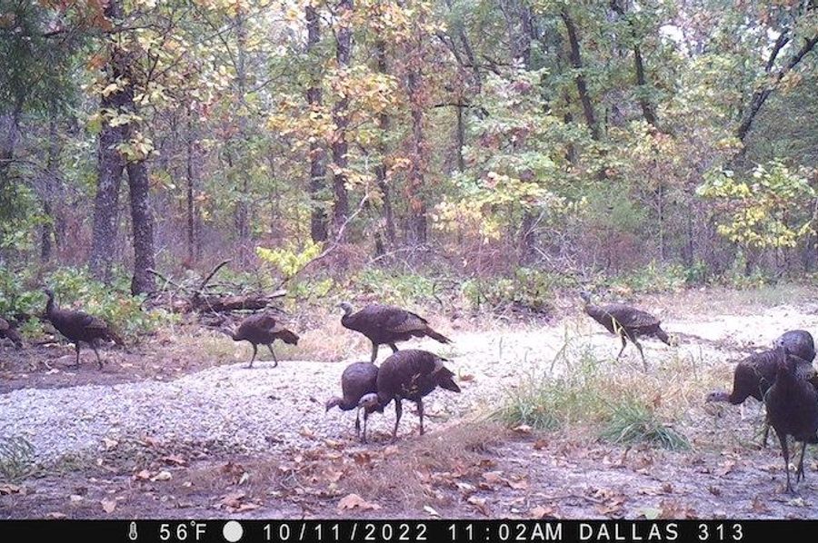 Turkeys 1