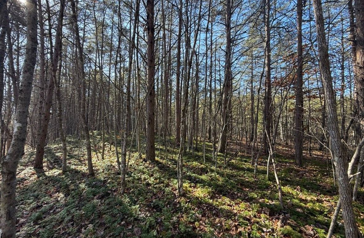 002 nice young pine grove easily cleared for a cabin or RV site