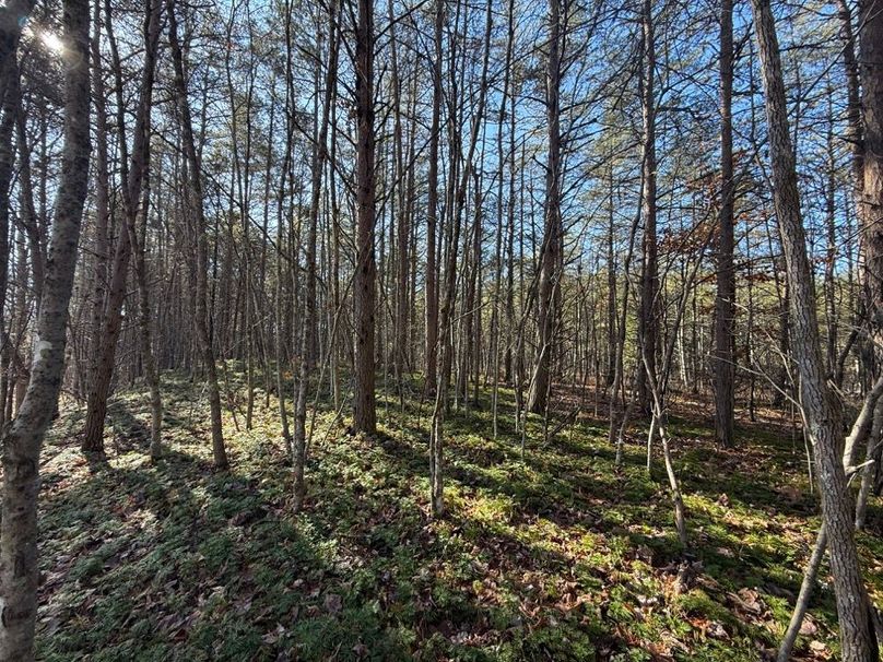 002 nice young pine grove easily cleared for a cabin or RV site