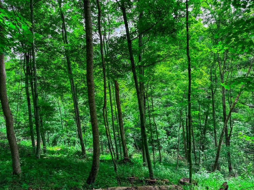 Wirt, WV 137.45 AC Full-40