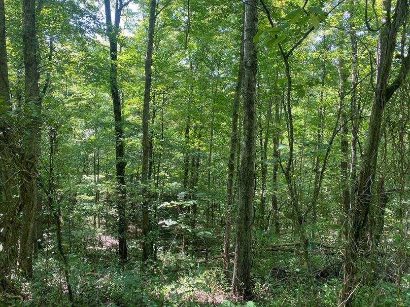 010 forested south facing slope near the middle of the property copy