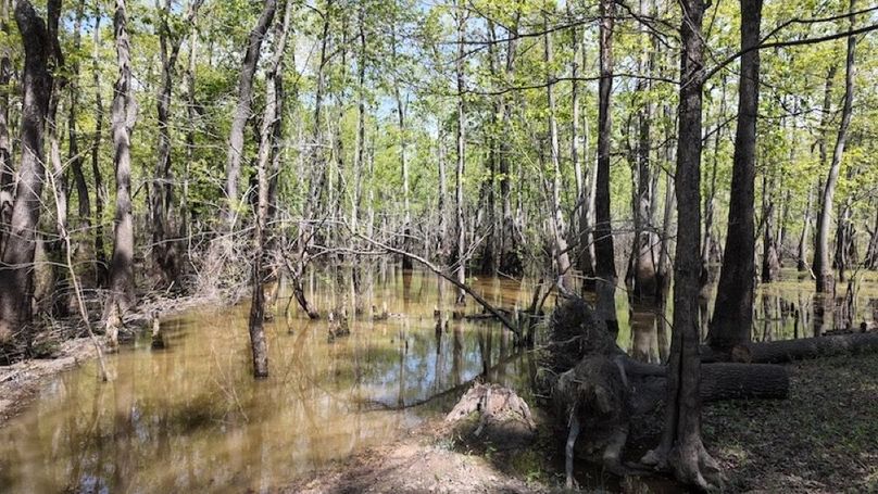 swamp20260501_0250