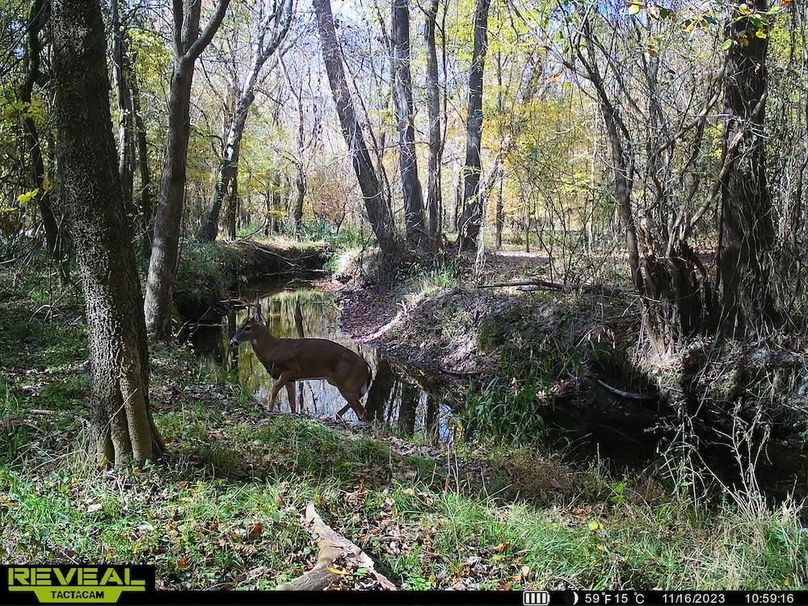 Trail cam 