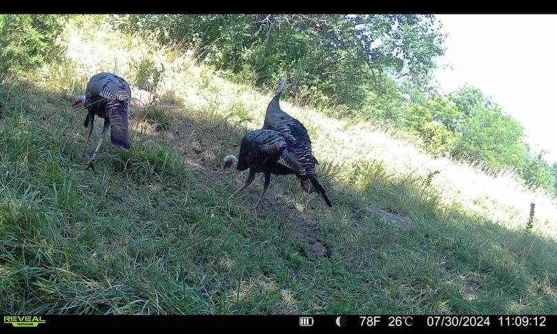 Trail Cam 3