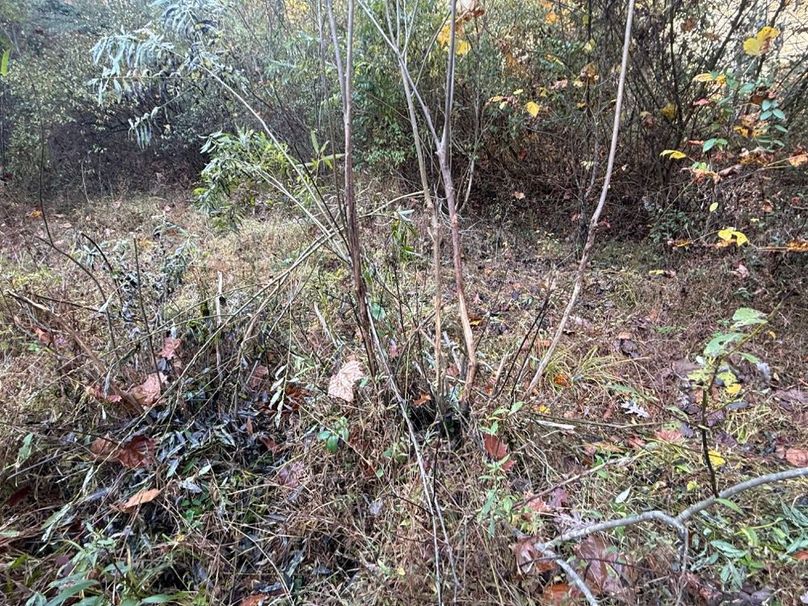 012 Coveted set of cluster rubs indicating strong rut activity-2