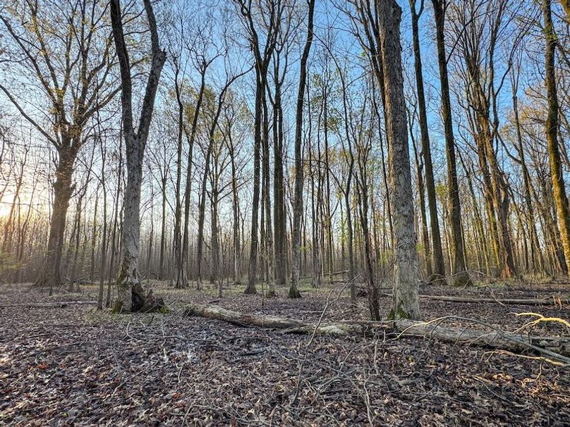 Panola 164.7 SPI Land Ventures-60