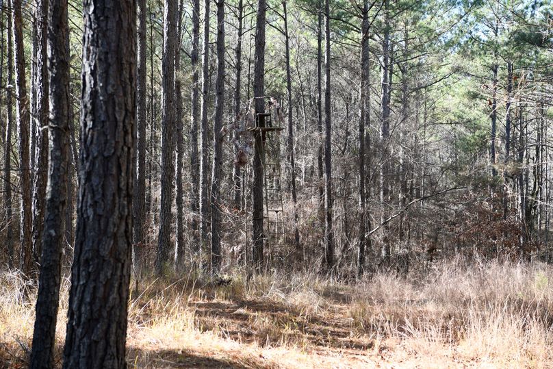 (7)Ladder in Pines