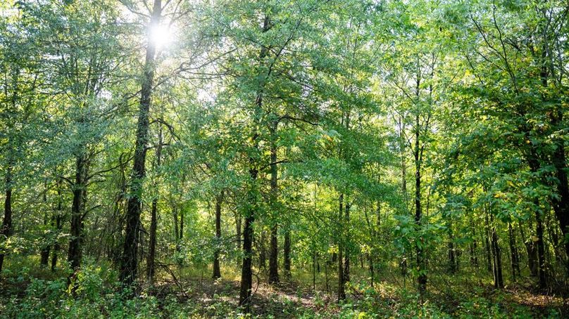 MadisonParLa1372-140