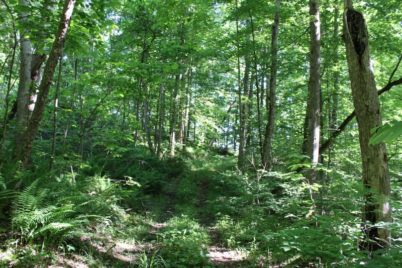 008 forested upper bench with ATV trail