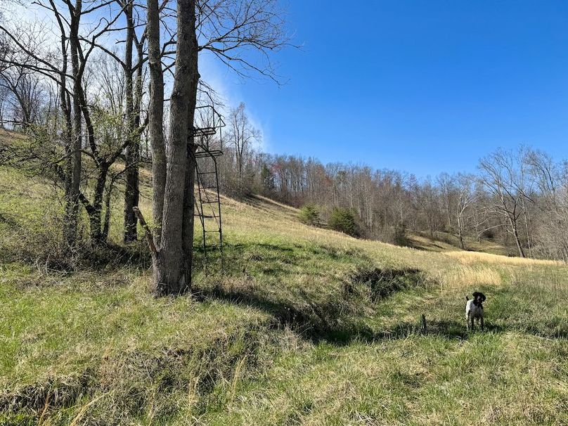 008 if only this treestand could talk