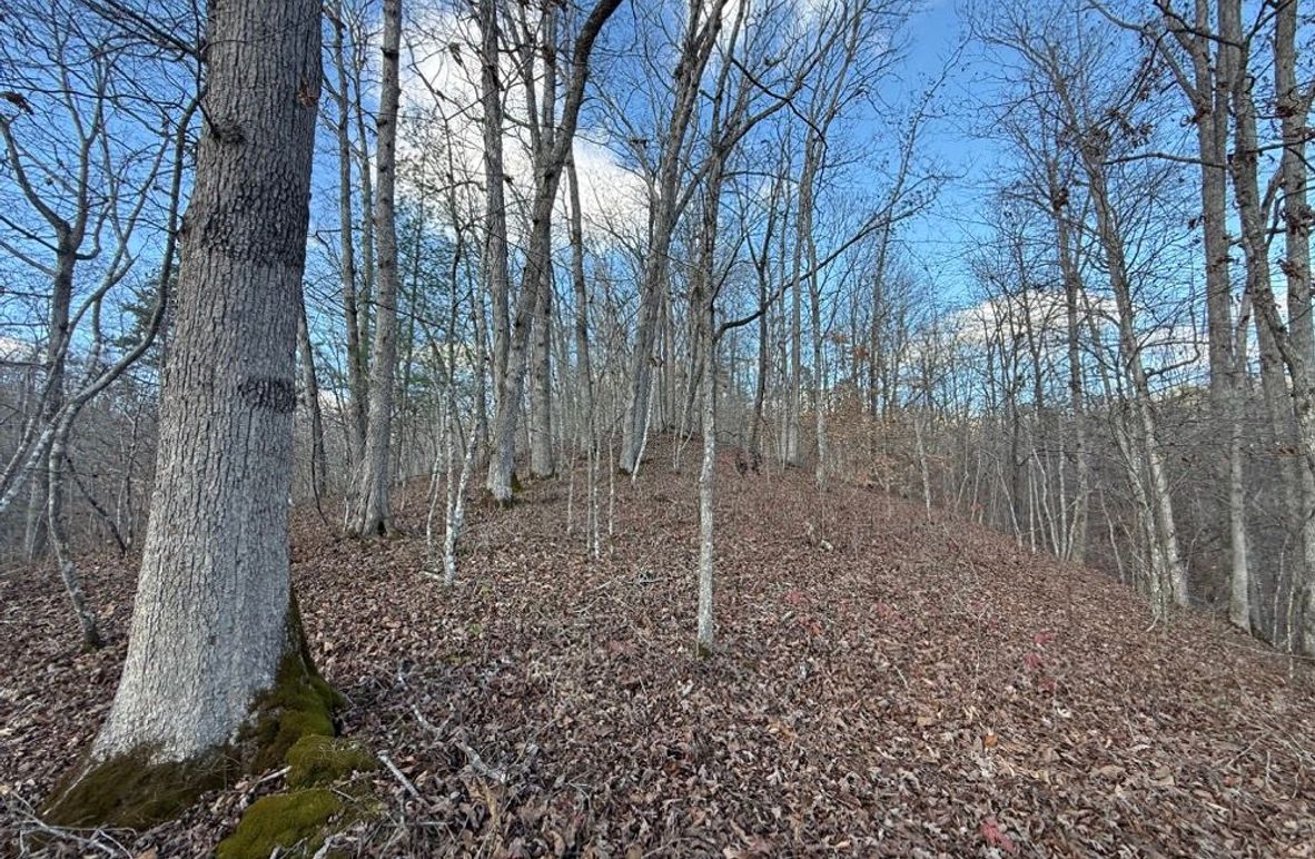 003 ascending up the hill at the south area of the property