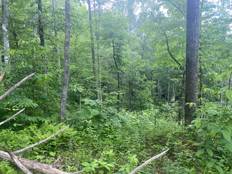 Swain 39 Tysinger-25