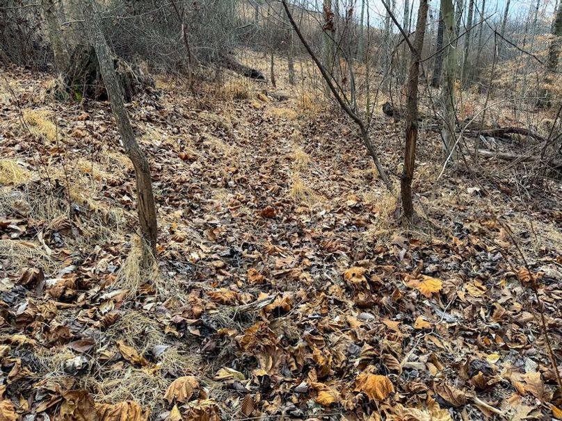 Doddridge, WV 79.08 AC Adams-54