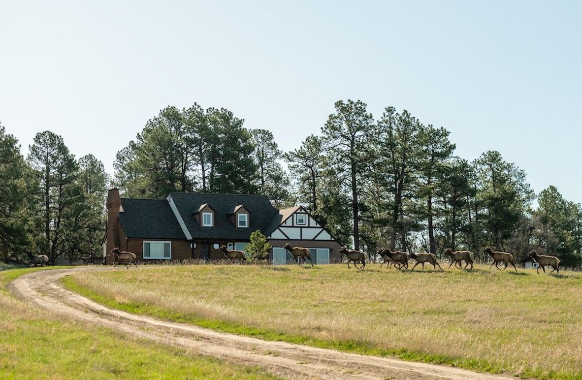 01b - Elk in Home View