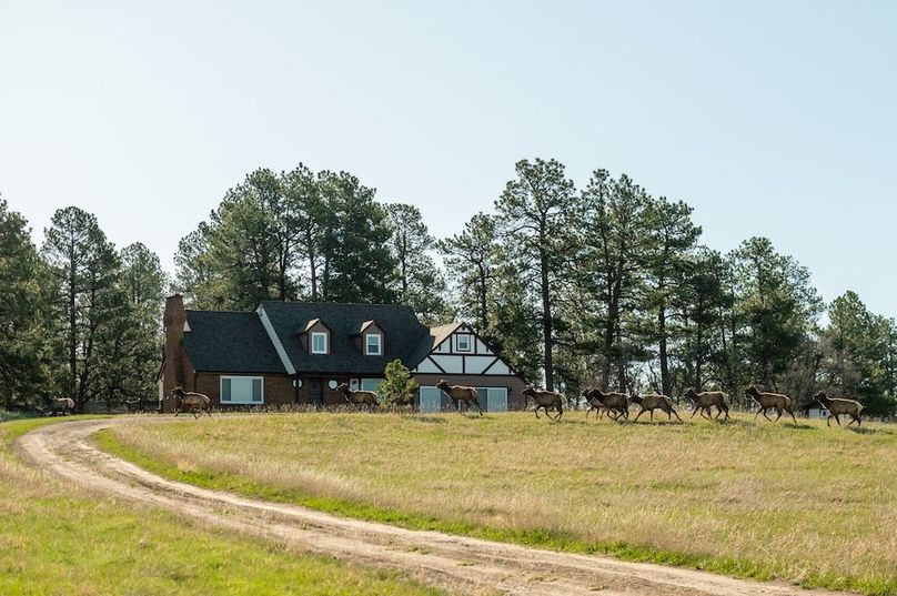 01b - Elk in Home View