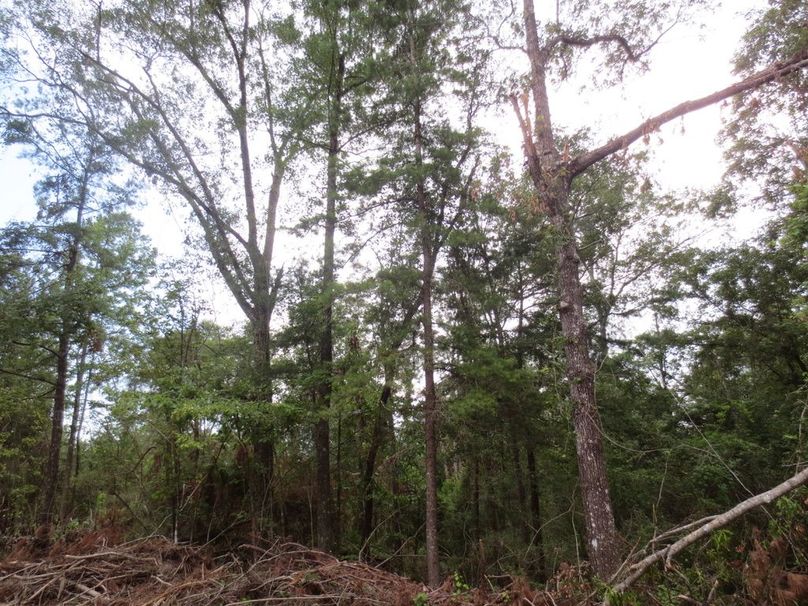 67D5399C-166B-4E00-AA1E-125313FA6862_1_105_c