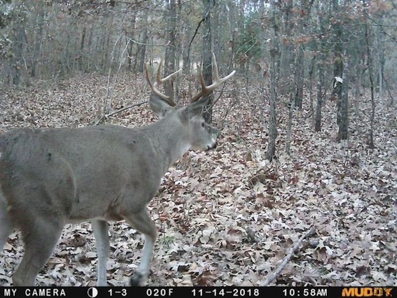 Buck 42 2